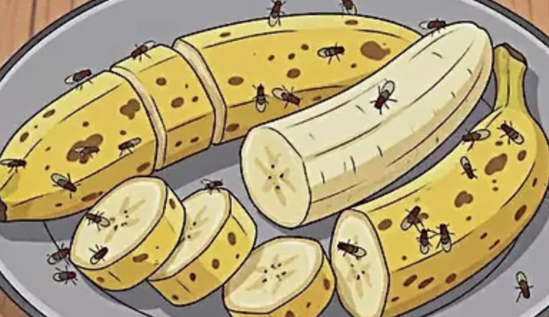 Insetti su frutta